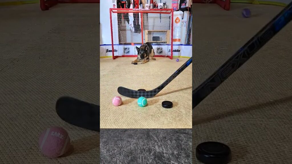Incredible Dog Hockey Trick Shots: Desi Dog’s Mind-Blowing Focus! 🏒🐕 #HockeyIndia