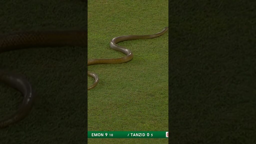 Snake on Field: Huge Snake Halts Sri Lanka vs Bangladesh Match! | Unusual Cricket Moments
