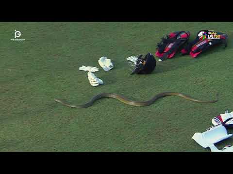 Snake Interrupts LPL Match: Ground Staff’s Response to Viral Pitch Invader Goes Viral